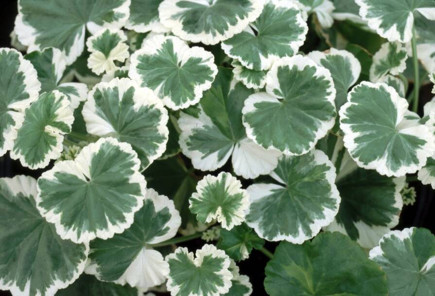 Photo of the 'Freak of Nature' geranium.