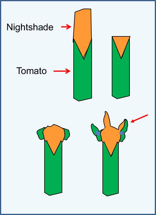 Illustration showing nightshade being grafted to tomato, and how the meristem then grows from the grafting point with cell layers from both plants.