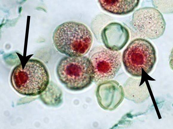 Micrograph with arrows identifying haploid nuclei within pollen grains of male gametophytes.