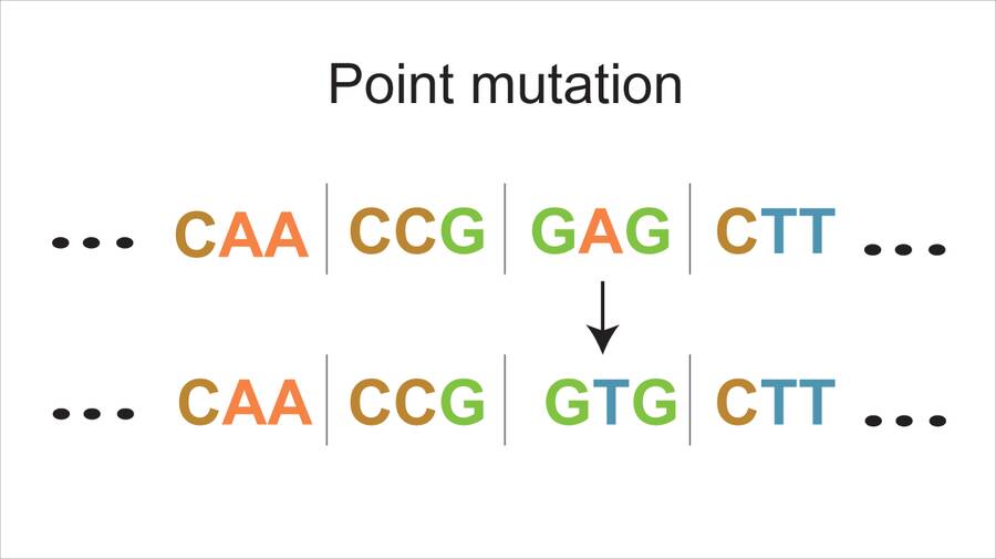 Illustration of a DNA sequence showing a base change of A to T