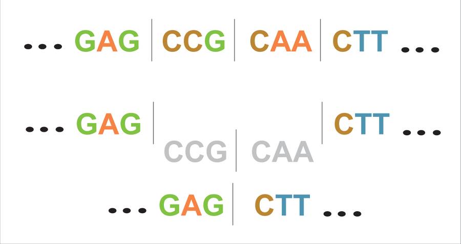 Illustration of a DNA sequence showing a loss of CCG CAA.