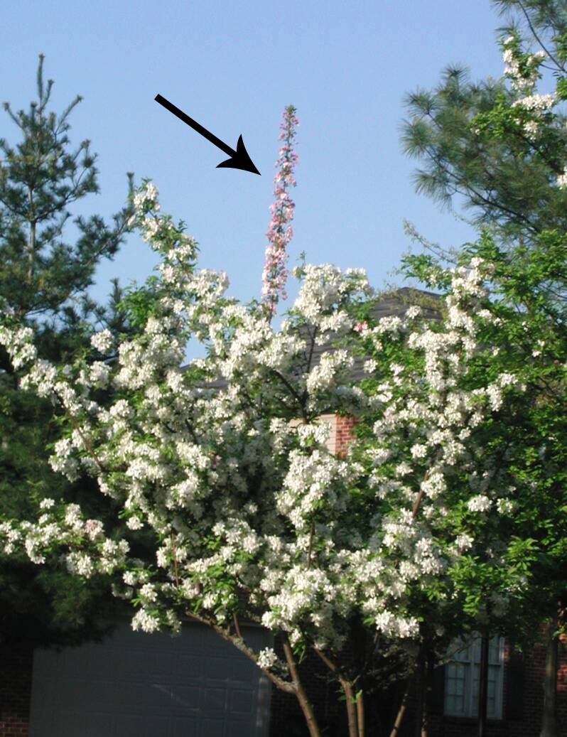 Photo of a white crabapple plant in bloom, with a pink flowering sport mutation pointed out.