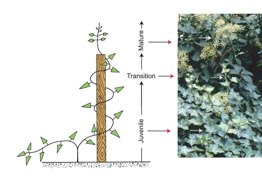 Illustration of English ivy's three stages of phase change, with a comparison photo pointing out the stages.