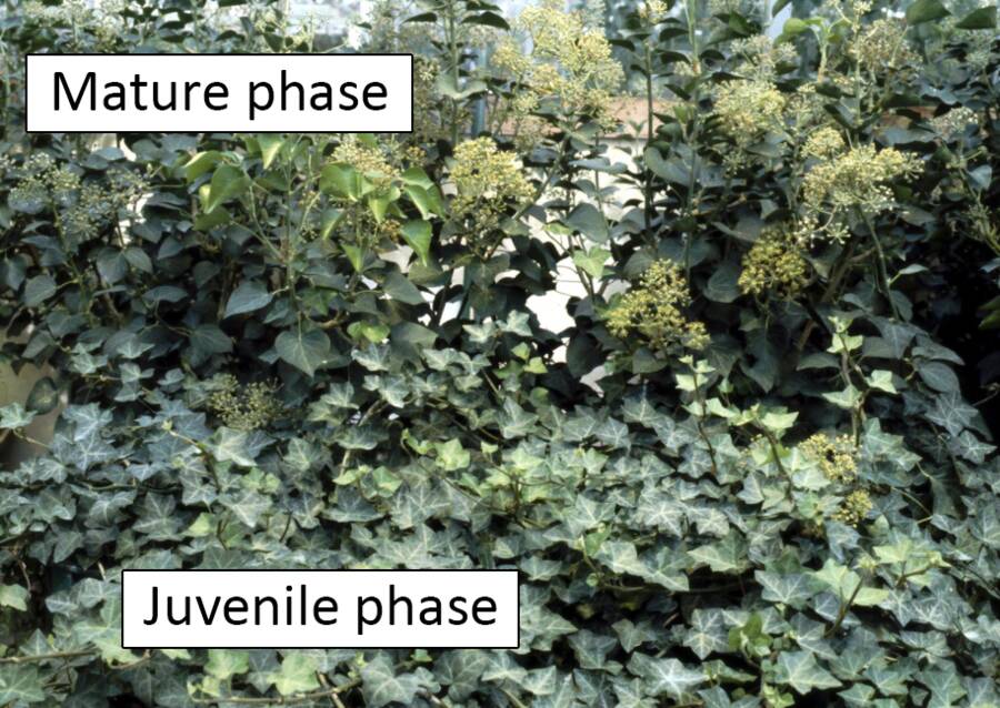 Photo of English ivy with the juvenile and mature phases identified.