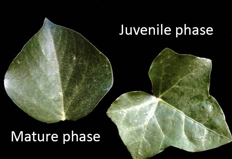 Photo of English ivy leaves, showing the difference in their appearance during the juvenile and mature phases.
