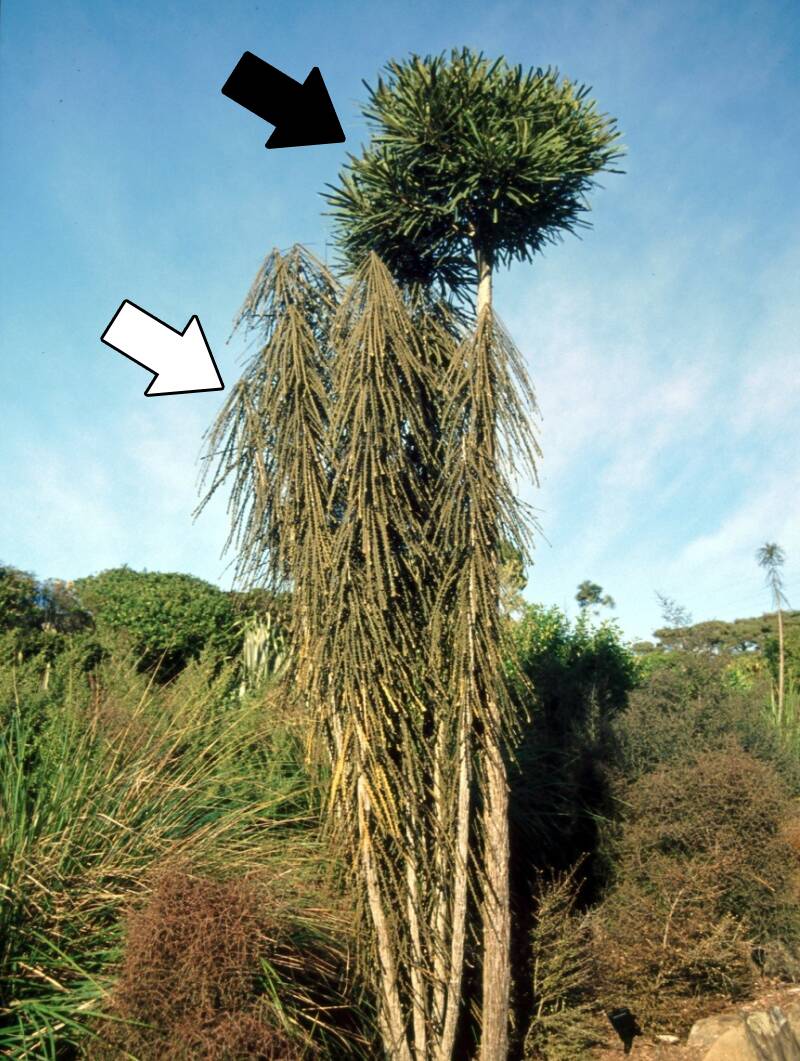 Photo identifying the juvenile and mature phases of the Toothed lancewood (Pseudopanax ferrox) tree.