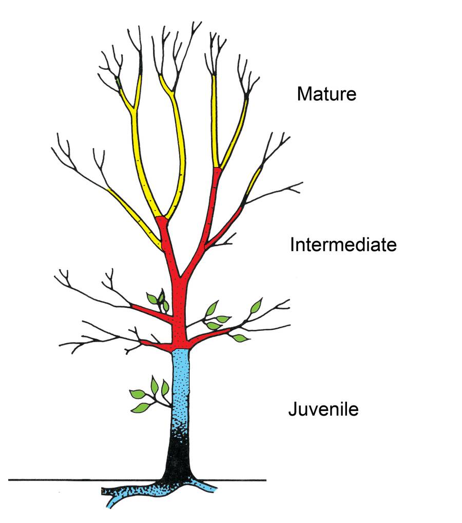 Illustration of a tree with the three phases of the tree identified.