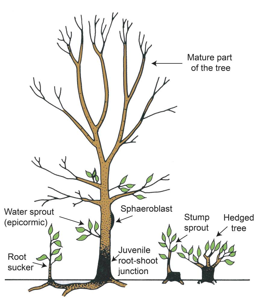Illustration showing shoots being produced from root sucker, water sprout (epicormic), sphaeroblast, stump, and hedged tree.