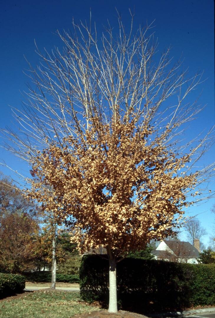 Photo of a maple tree with leaves retained on the lower sections of branches, while the upper sections are bare.