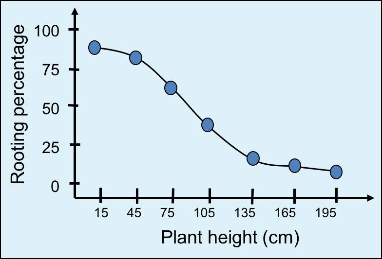 Chart showing the percentage of cuttings that root decreases the taller the source stock grows.