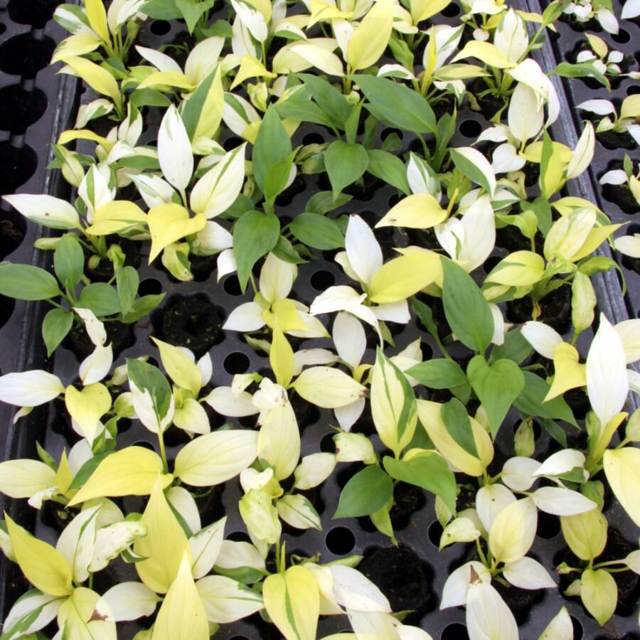 Photo showing example plants with somaclonal variation causing varied leaf colors.