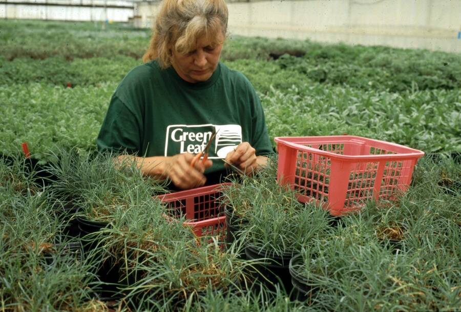 Photo of technician working with stock plants in a greenhouse.
