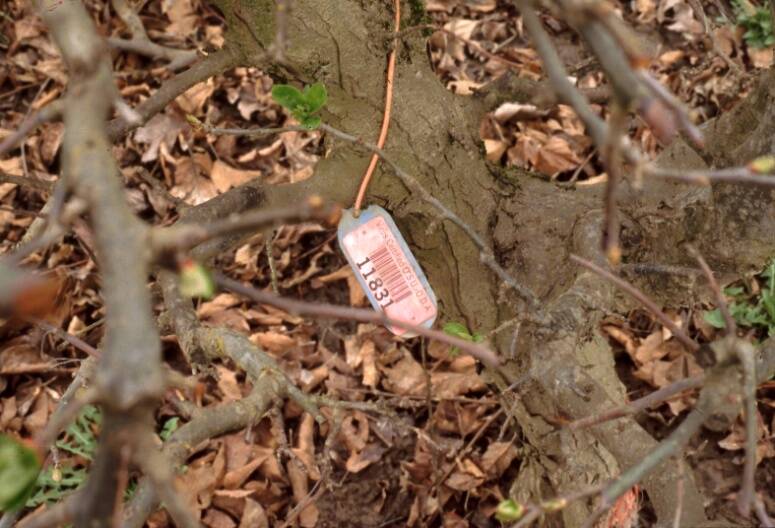 Photo of the base of one of the trees with a tag attached.