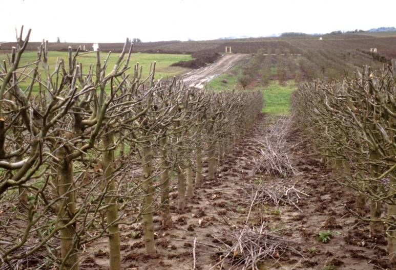 Photo of hedged trees used as stock plants.