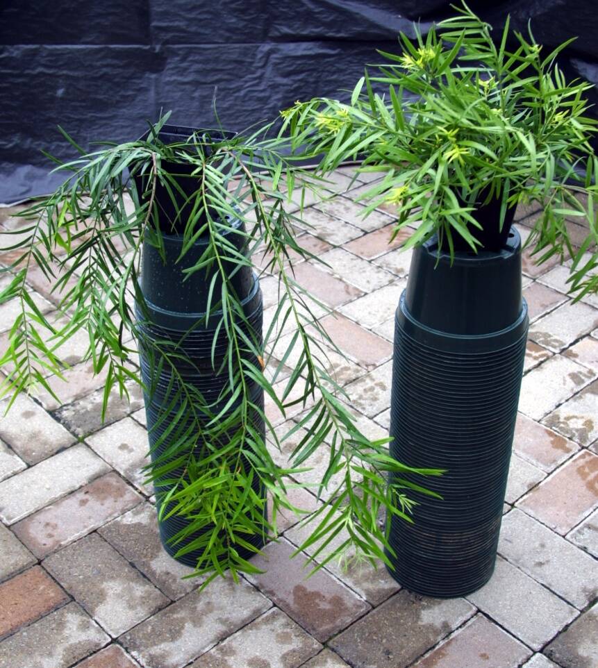 Cuttings taken from lateral branches of Podocarpus continue to grow horizontally while those from upright stems grow upright.