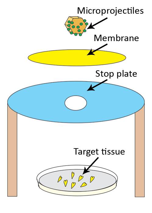 Illustration showing a macroprojectile covered with microprojectiles at the top. Beneath it is a membrane, then below that is a stop plate with a hole in it. Beneath all of them is a dish with the target tissue in it.