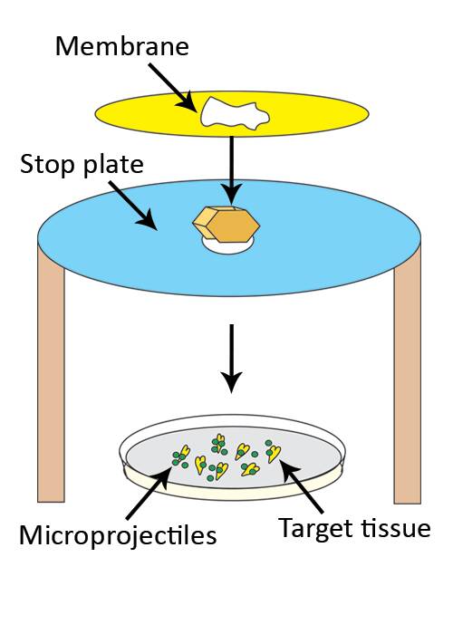 Illustration similar to the preceding one, but now the membrane has ruptured. The macroprojectile has been stopped by the stop plate, while the microprojectiles have entered into the target tissue.