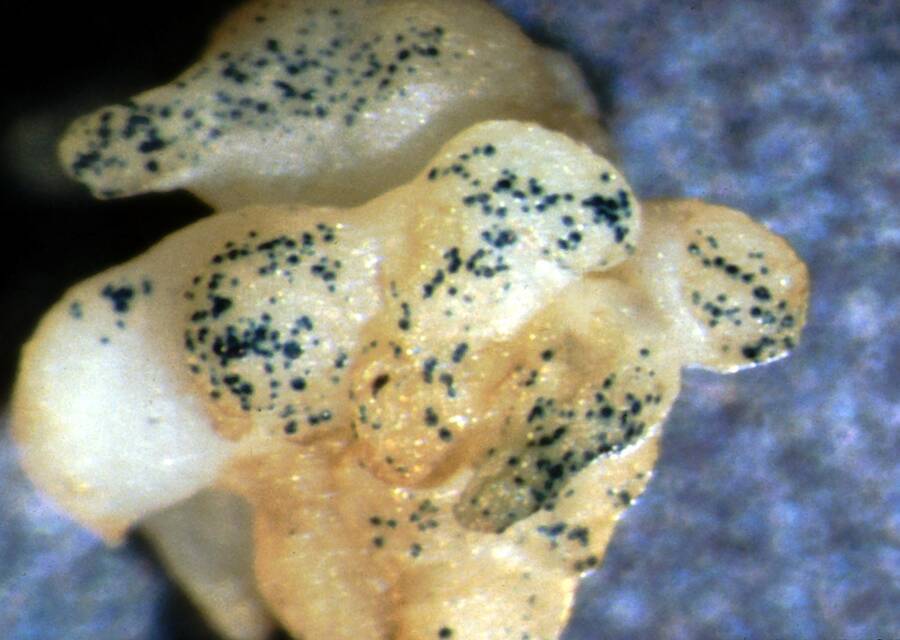 Photo of tissue which has numerous blue spots indicating transformed plant cells.