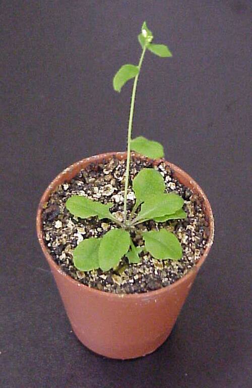 Photo of an Arabidopsis plant.