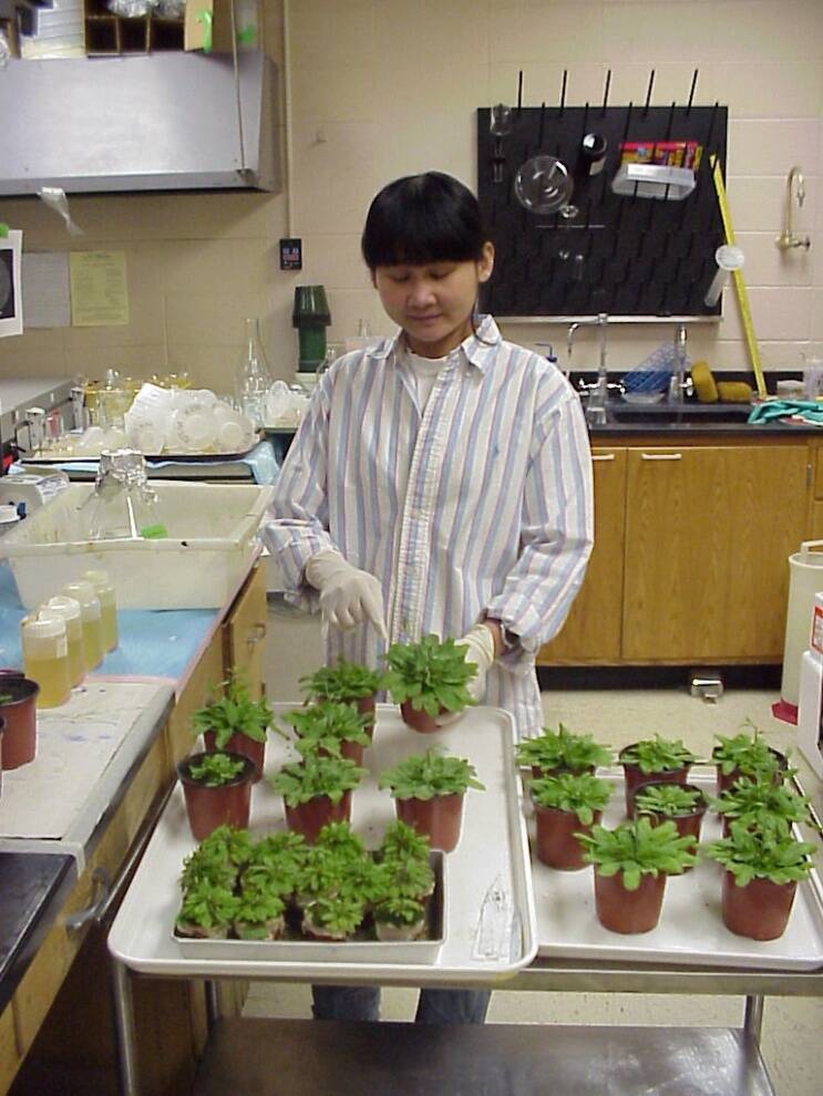 Photo of a technician with several Arabidopsis plants.