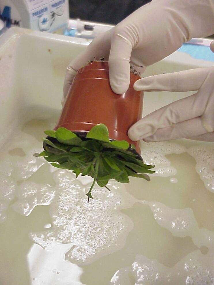 Photo of technician holding plant upsidedown over the Agrobacterium suspension liquid.