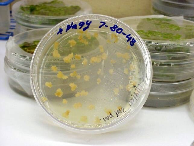 Photo showing an example of Agrobacterium transformation.