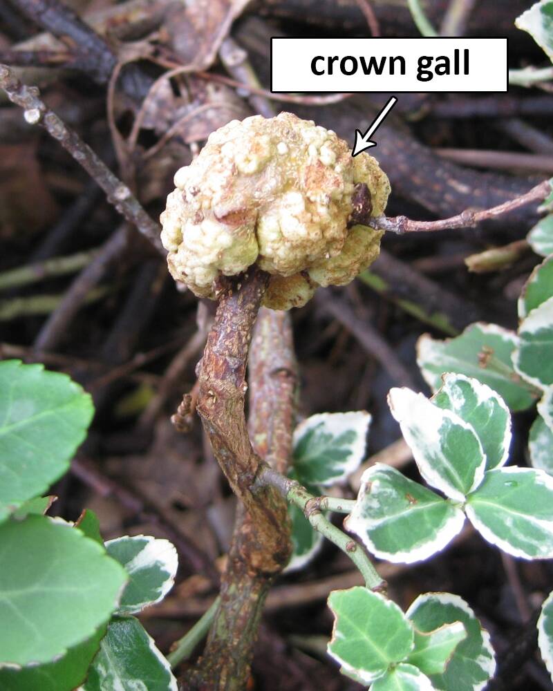 Photo of a plant with crown gall on it pointed to.