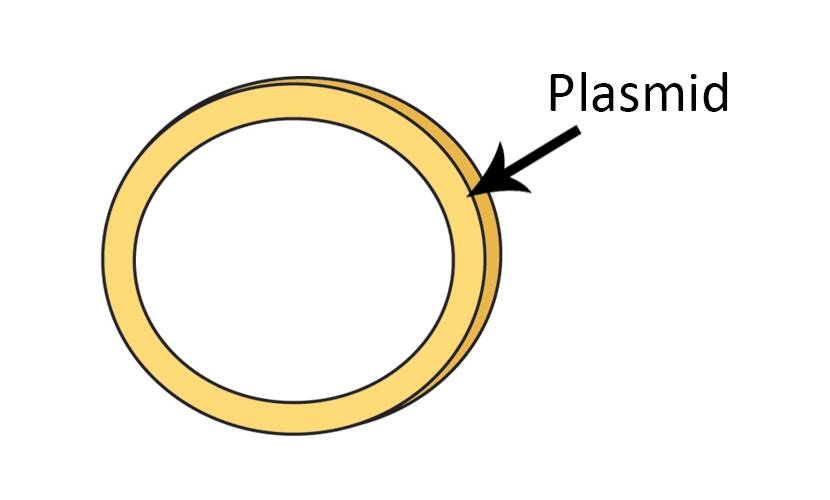 Illustration of a plasmid as a ring-like structure.