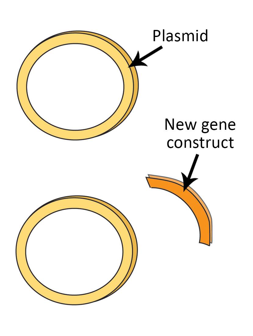 Illustration showing a plasmid as a ring, and a section of new gene construct as a new section of a ring.