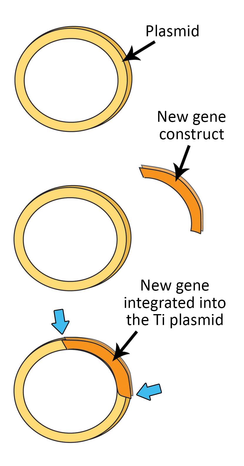 Illustration showing the new gene construct integrated into the Ti plasmid.