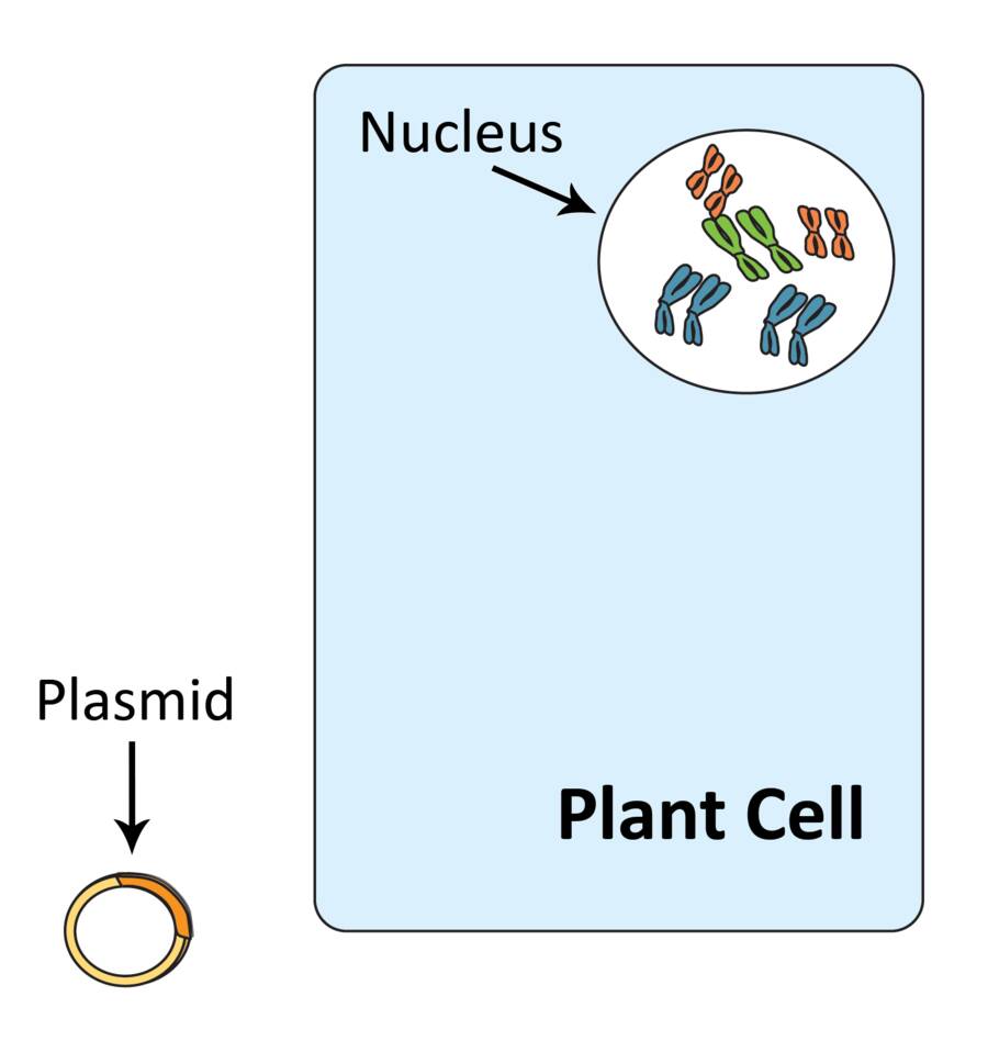 Illustration showing a plant cell, with it's nucleus pointed out, and the altered plasmid outside of the cell.