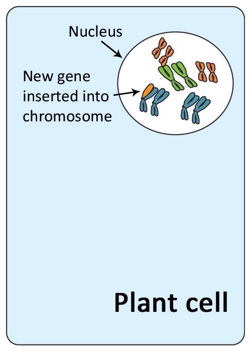 Illustration of a plant cell with the new gene inserted into the a chromosome of the nucleus.