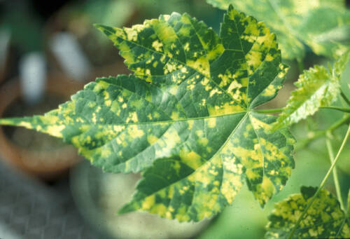 Leaf variegation in Abutilon as a result of virus.
