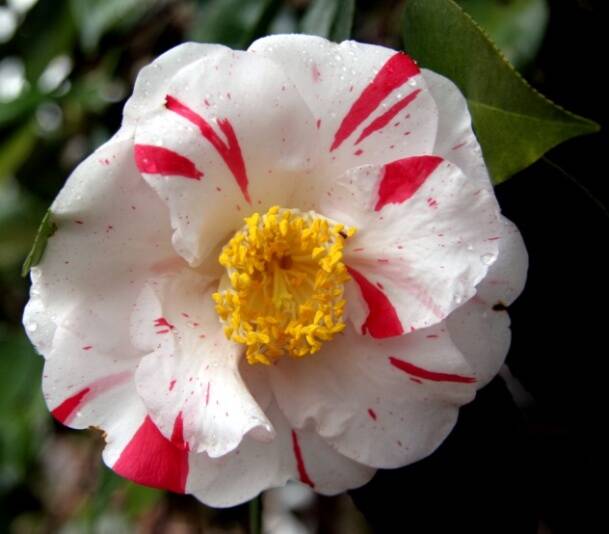 Floral variegation in Camellia flower petals as a result of virus.