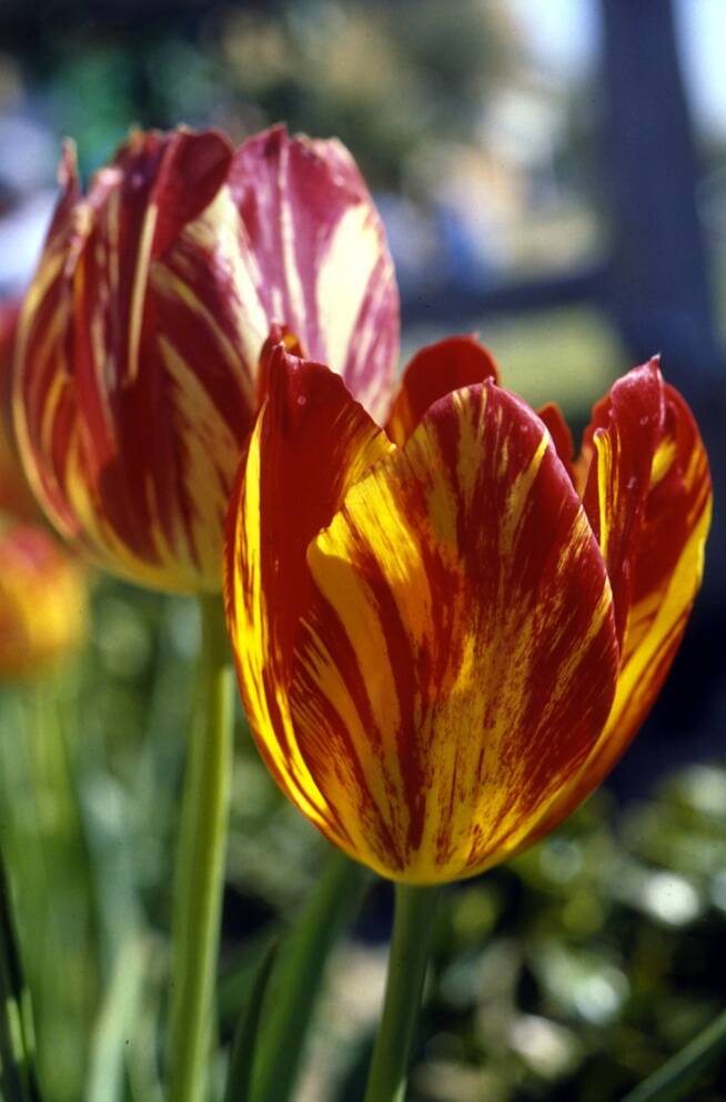 Photo of tulips displaying variegation of it's petals.