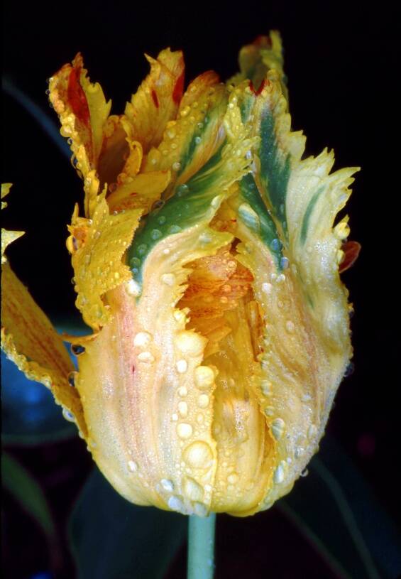 Photo of a tulip displaying variegation of it's petals.