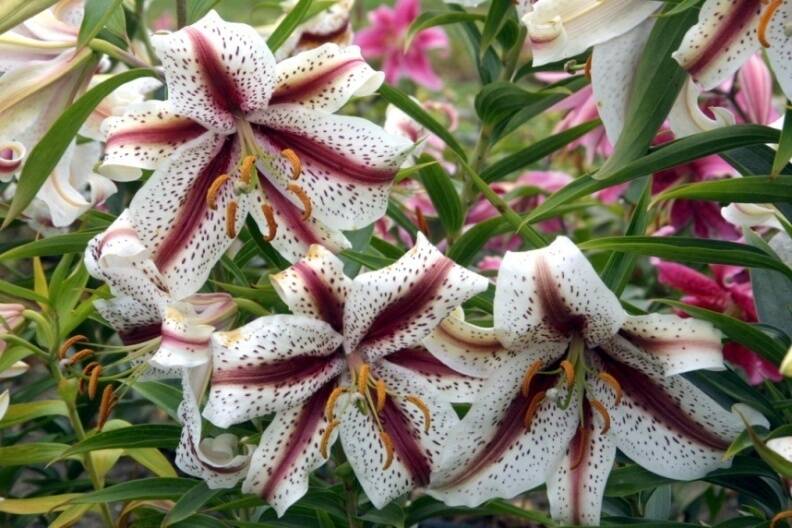 Photo of lily flowers as an example of pattern variegation.