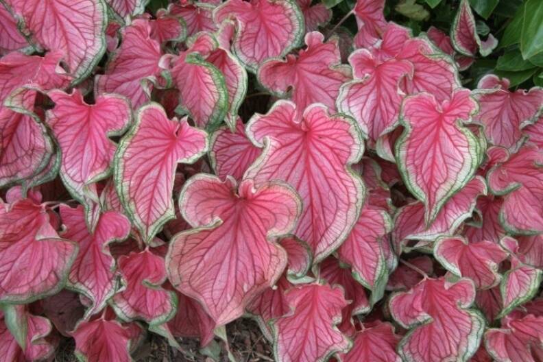 Photo of caladium leaves as an example of pattern variegation.