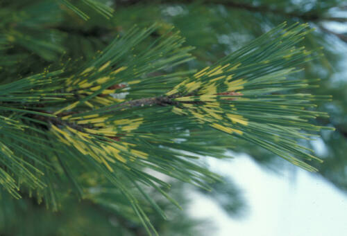 Photo of pine tree with yellow stripe patterns on needles.