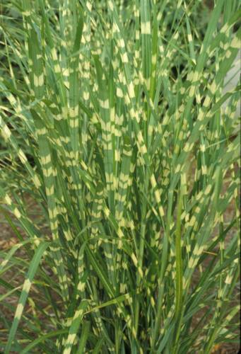 Photo of grasses with yellow stripes across blades.