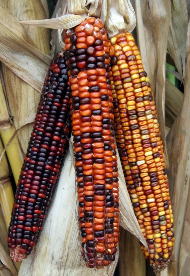 Photo of Indian corn showing evidence of transposons with it's variably colored kernels.