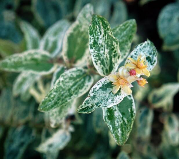 Photo of example of transposons in the Hypericum plant.