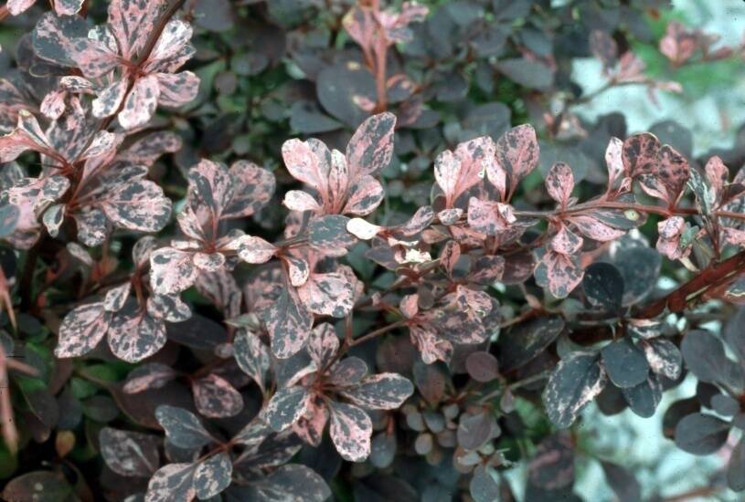 Photo of example of transposons in the Barberry plant.