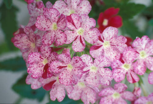 Photo of example of transposons in the Verbena flower.