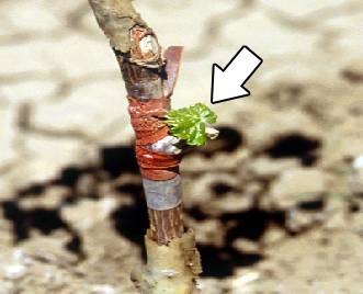 Image showing an indicator plant budded onto a stock plant.
