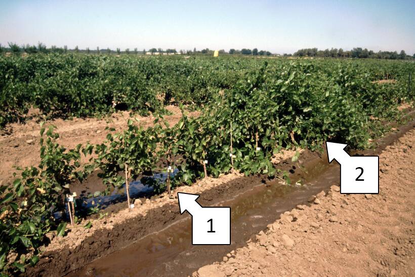 Image of crop row with one section infected and another healthy.