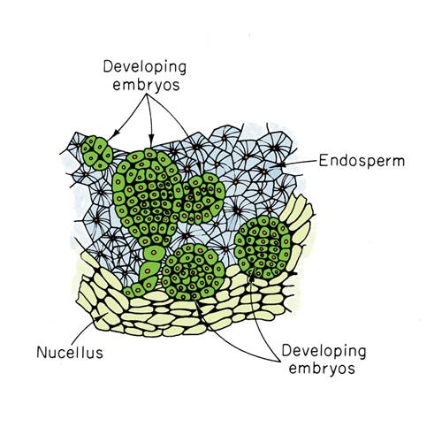Illustration of plant structure in adventitious embryony apomixis. The developing embros, endosperm, and nucellus are pointed out.