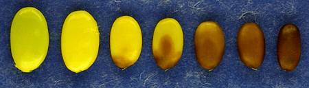 Photo showing series of stages of desiccation drying of a seed type.