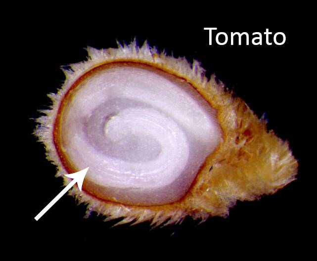 Photo of a tomato seed with a cutaway showing the embryo.