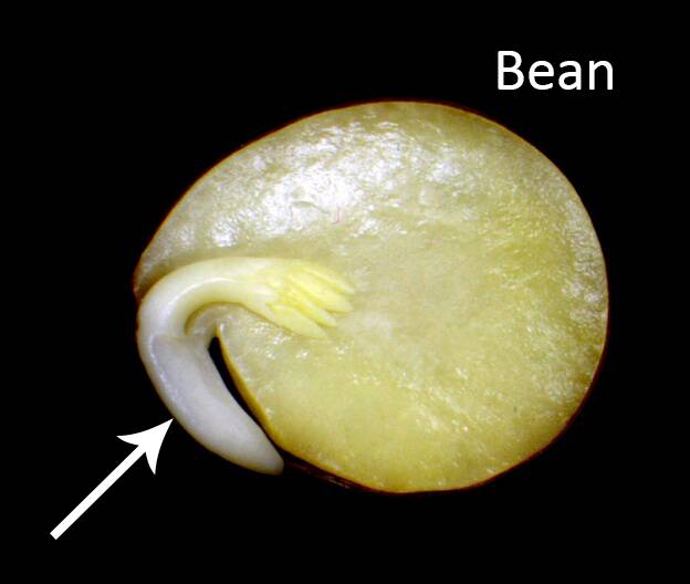 Photo of a bean seed showing the embryo.